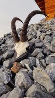 Roan Antilope