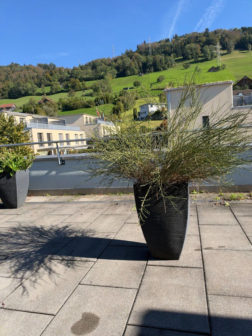 Vasi per fiori: Besenginster – Usato da Root venduto da calmchris