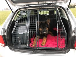 Hundebox Peter Kleiner – Spezialanfertigung mit Notausstieg