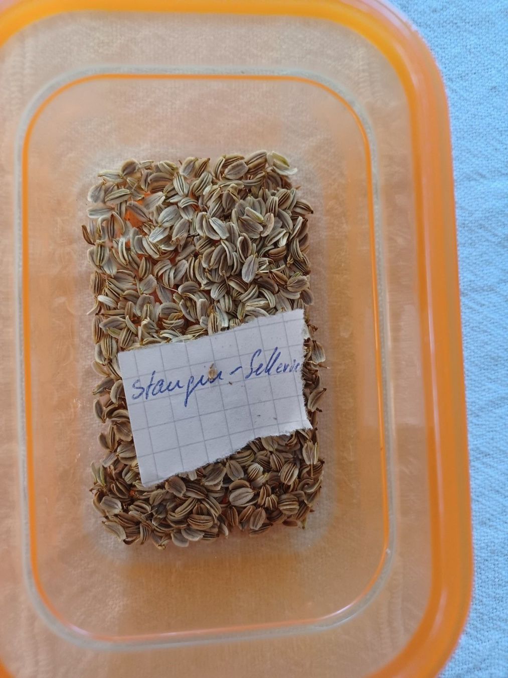 Piante & sementi: Samen Maggiekraut 10 Stk. – Usato da Schwaderloch venduto da bademeister79 2