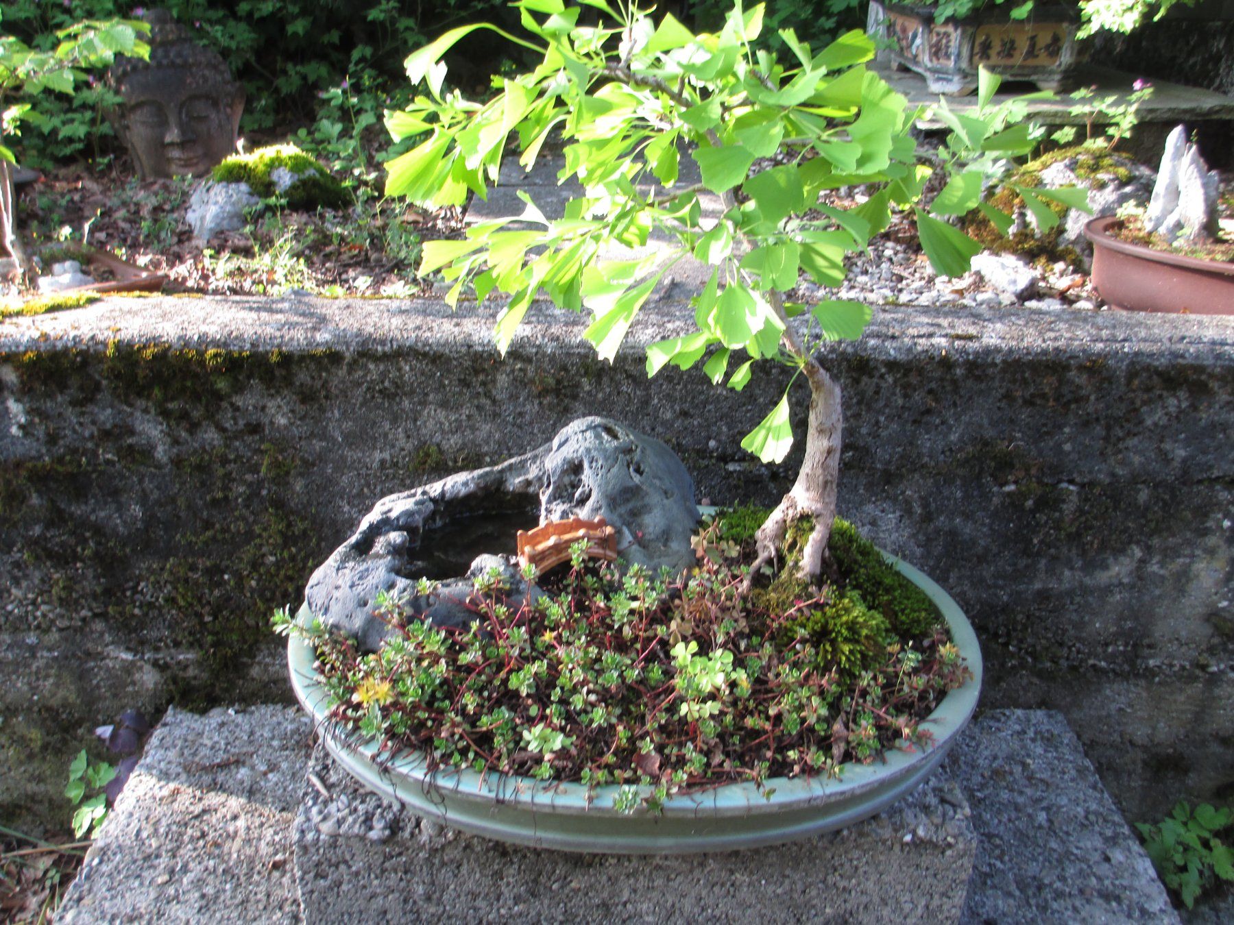 Piante & sementi: Bonsai Ginkgo Biloba – Usato da La Heutte venduto da franco029