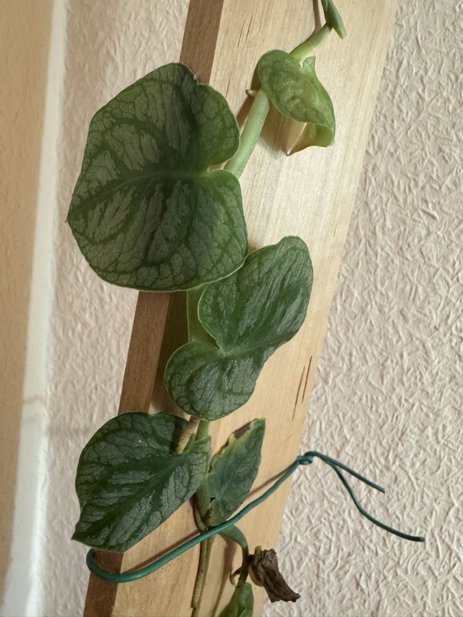 Plantes & graines: Monstera Dubia – D'occasion à Männedorf par mrclst 1