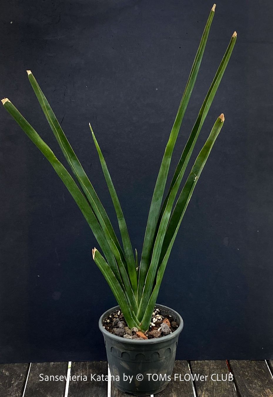 Piante & sementi: Sansevieria Katana - wunderschön Gross-Faecher-Sansevieria – Nuovo e nell'imballaggio originale da Adliswil venduto da astom369 1