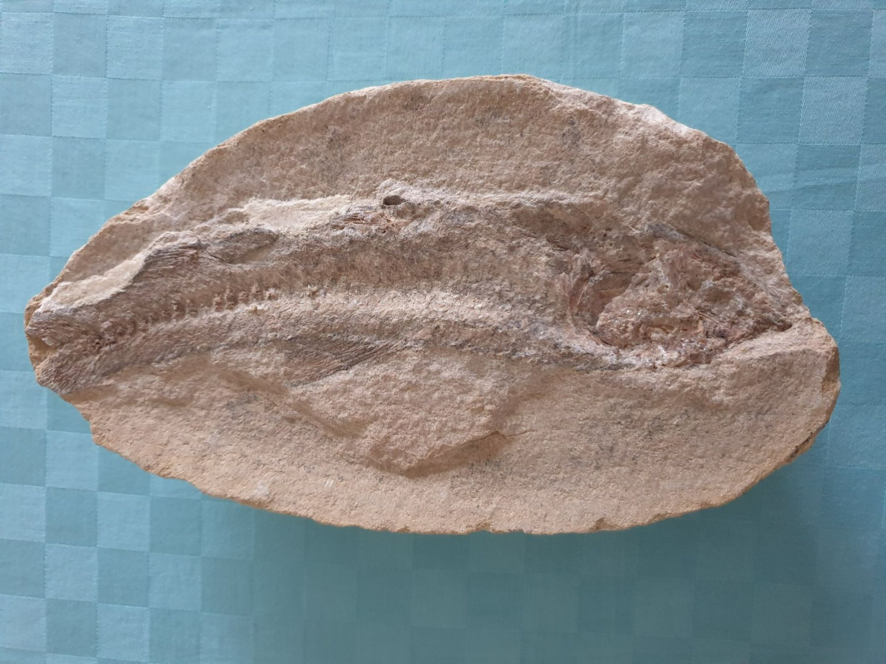 Fossili: versteinerter Fisch zweiteilig – Usato da Mörschwil venduto da spirspi 3