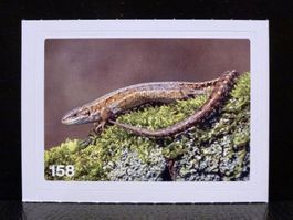 MIGROS MANIA Nature Detectives Nr. 158