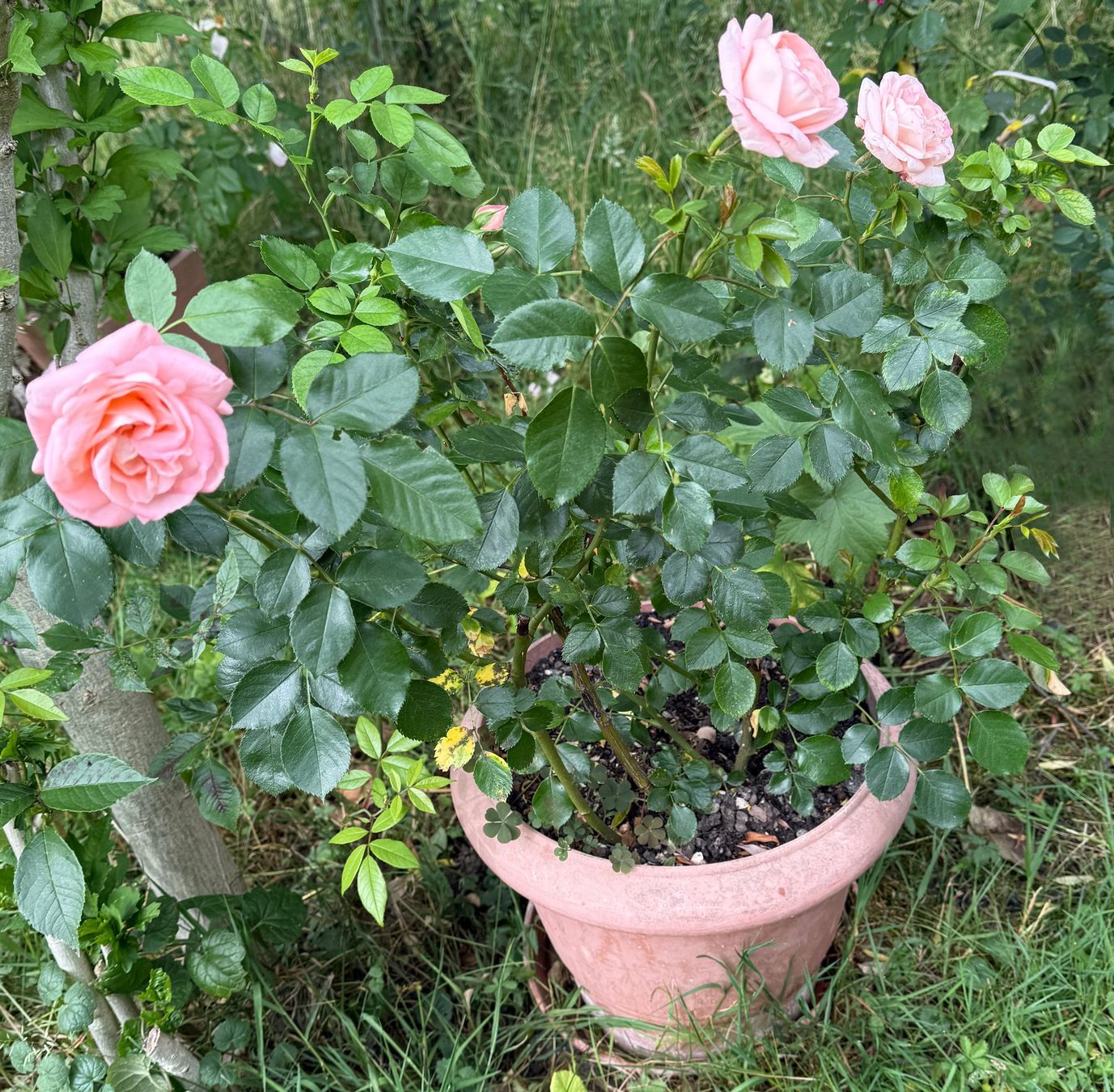 Piante & sementi: Rosa (Teehybride) Edelrose 'Focus' – Nuovo (secondo la descrizione) da Dübendorf venduto da Orchid18 1
