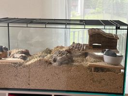 Terrarium zu verkaufen – Rennmäuse in liebevolle Hände zu ve