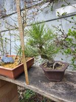 Japanische Schwarzkiefer Shohin Bonsai (pinus thunbergii)