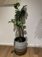 Zamioculcas Zimmerpflanze in grauem Topf guter Zustand