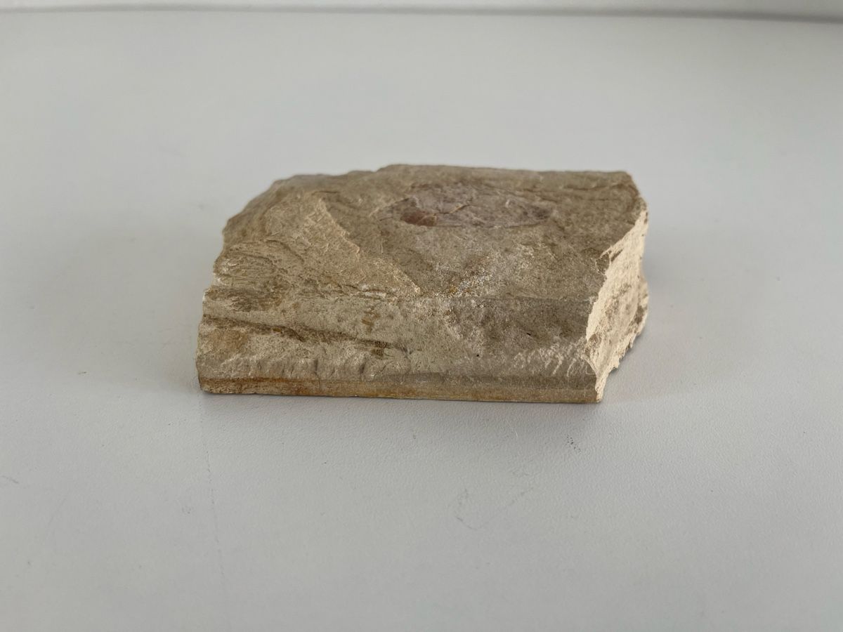 Fossiles: Fossil – D'occasion à Wetzikon ZH par seli03 5