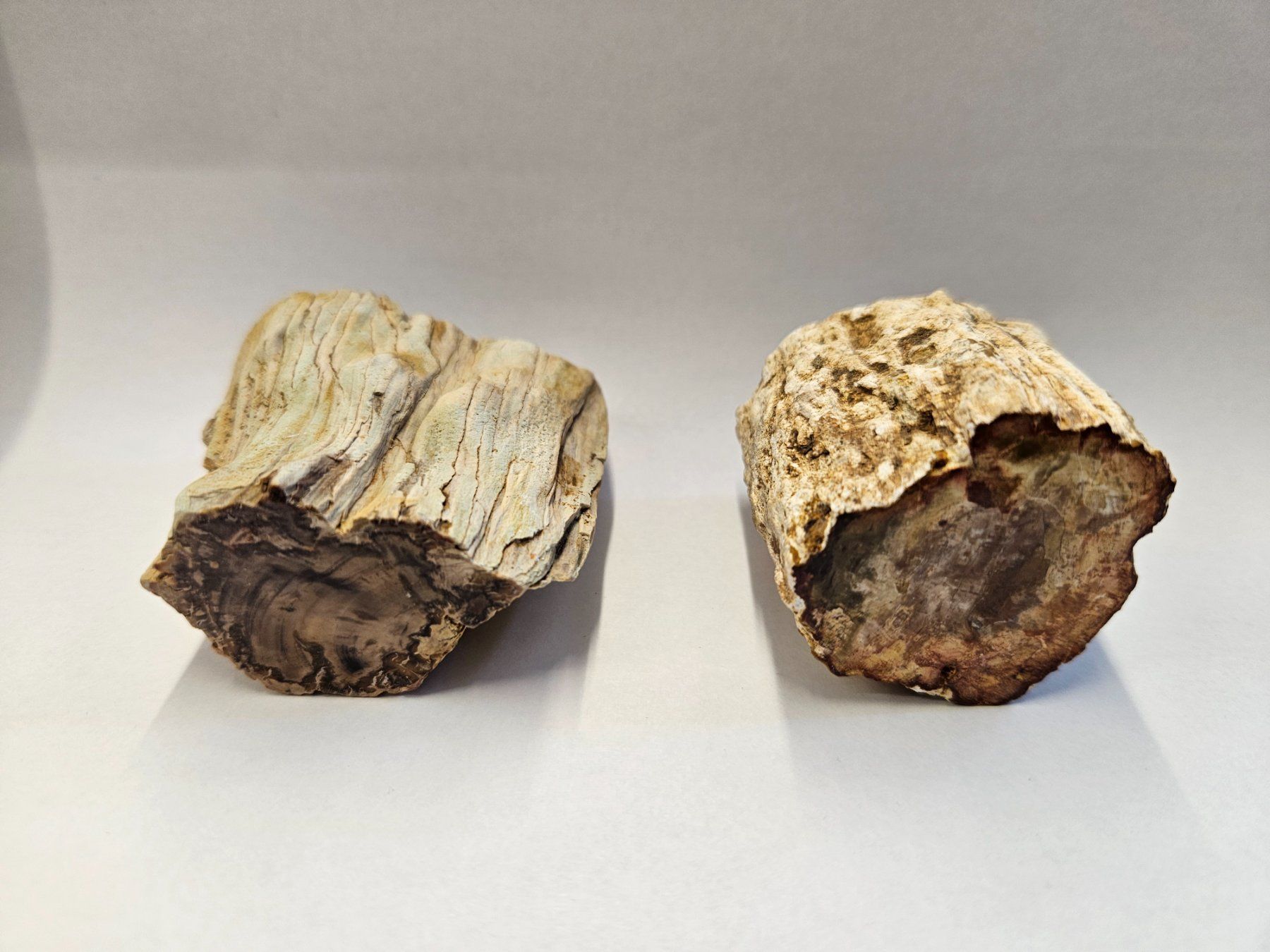 Fossili: Holz - Holzstämmchen versteinert - Madagskar – Usato da Heiden venduto da mats10 2