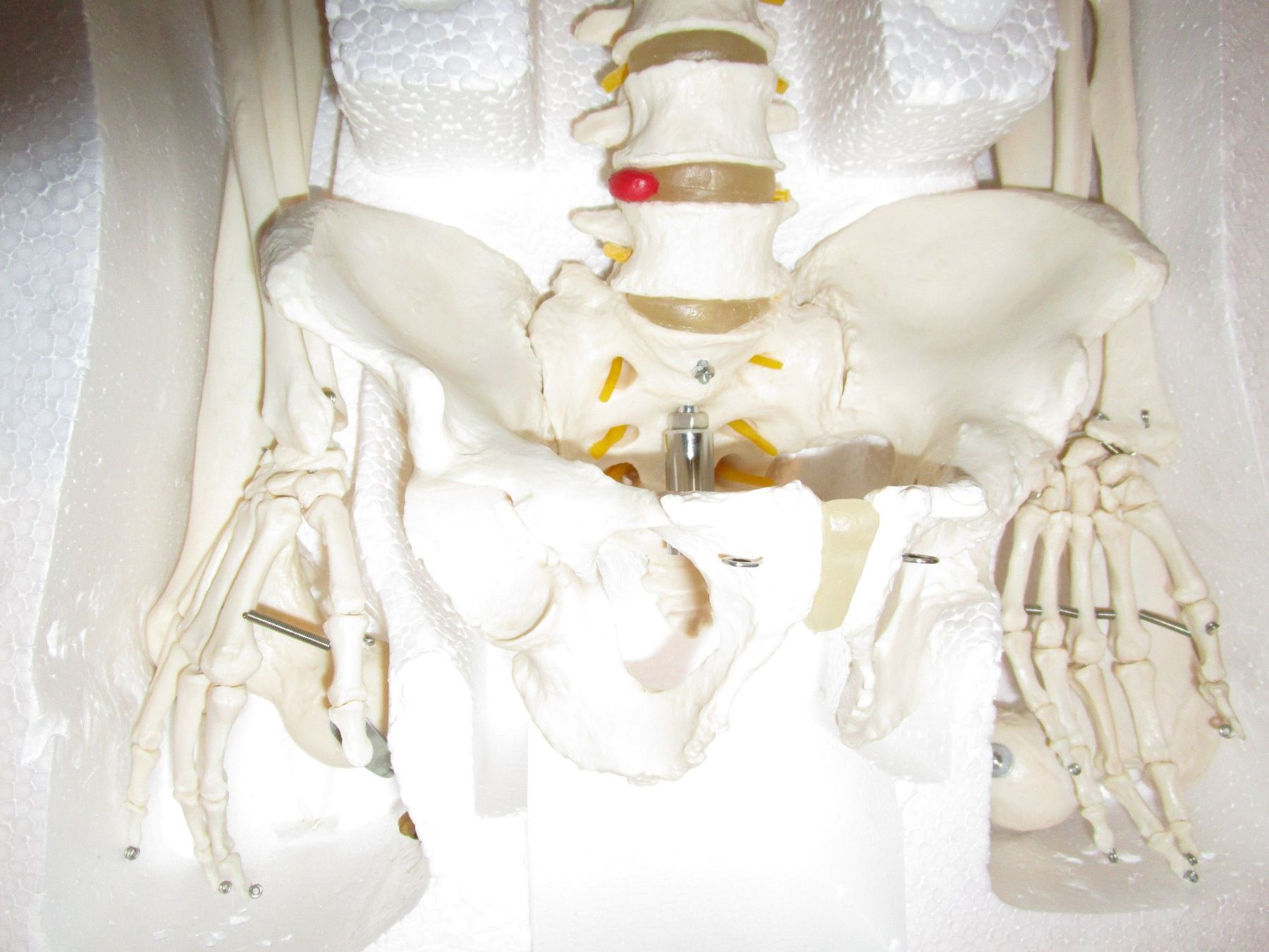 Kit di modellismo & Modellini statici: Skelett  Anatomiemodell  Physio, Deko  NEU – Nuovo e nell'imballaggio originale da Ermatingen venduto da Kobold007 4