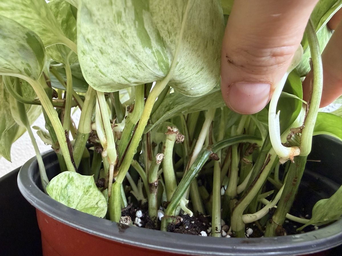 Plantes & graines: Epipremnum mit Topf – D'occasion à Baar par annasorbian 3