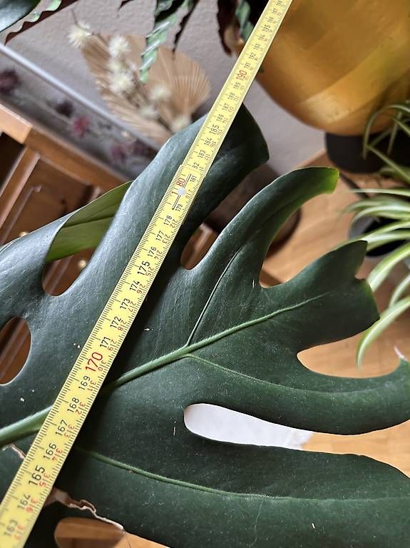 Pflanzen & Samen: Riiesige Monstera  – Gebraucht aus Kriens von nor_5ph9 3
