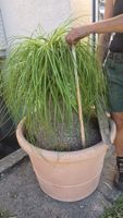 Elefantenfuss Beaucarnea recurvata