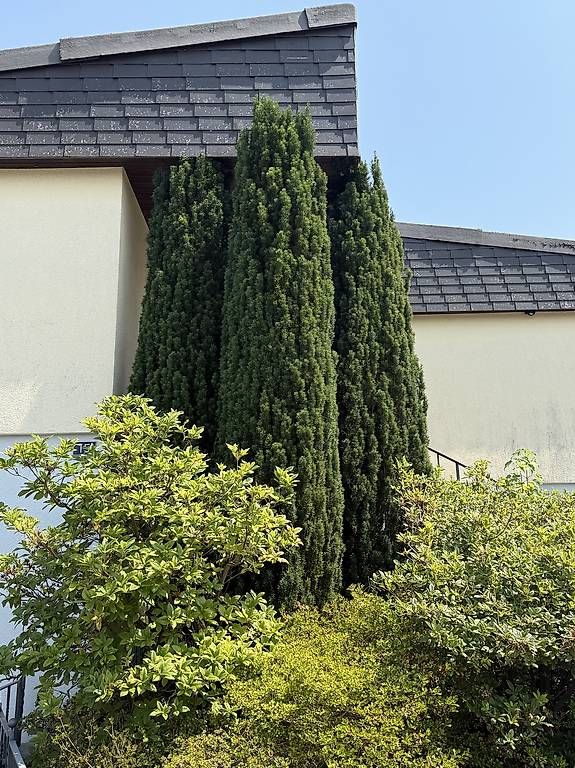 Pflanzen & Samen: 3 Eiben zu verkaufen  ca. 4 Meter hoch – Gebraucht aus Goldach von jan_m_02