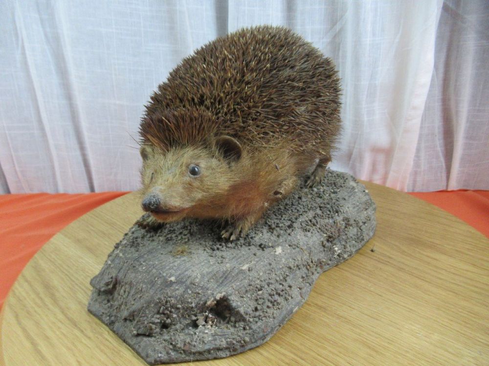 Ausgestopfter Igel Präparation Kaufen auf Ricardo