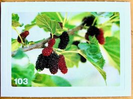 Migros Nature Detectives - Bild Nr. 103