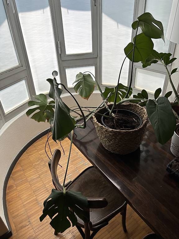 Pflanzen & Samen: Monstera Zimmerpflanze – Gebraucht aus Spiegel b. Bern von s_martina