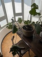 Monstera Zimmerpflanze