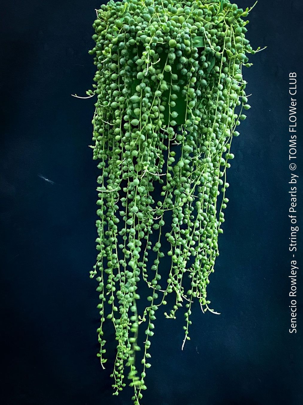 Piante & sementi: Senecio Rowleyanus - Perlenkette für Dich... – Nuovo e nell'imballaggio originale da Adliswil venduto da astom369 3