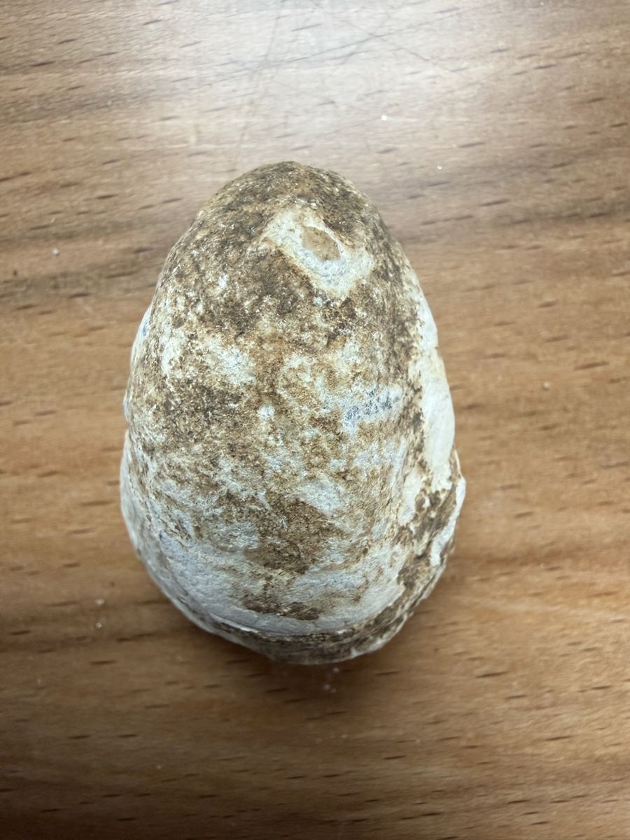 Fossilien: Versteinerte Muschel – Gebraucht aus Grenchen von Bastet007 1