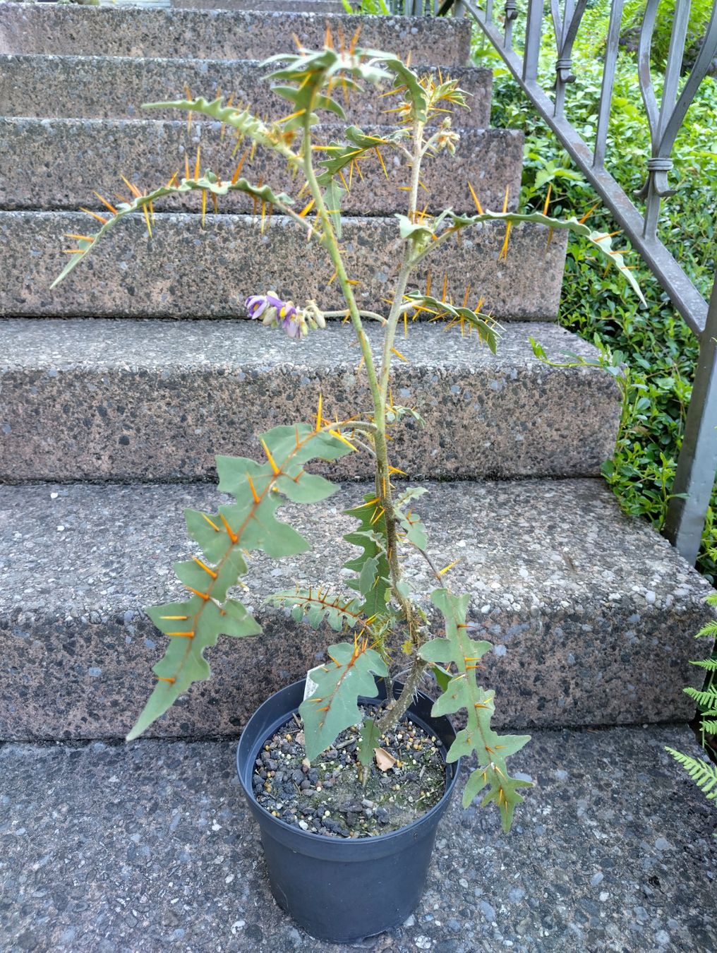 Piante & sementi: Solanum pyracanthum, Nachtschattengewächs, aus Madagaskar – Nuovo (secondo la descrizione) da Mühlethal venduto da spacebird 3