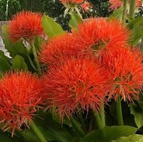 Scadoxus Blutblume im TERRE D'ABRUZZO Topf