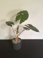 Alocasia Yucaatan  Princess Variegata