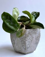 HOYA Krohniana 'Super Silver*****