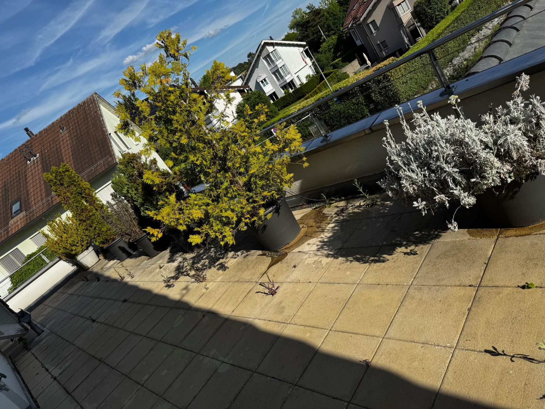 Piante & sementi: 15 Topfplanzen – Usato da Oetwil a.d. Limmat venduto da AGraf71