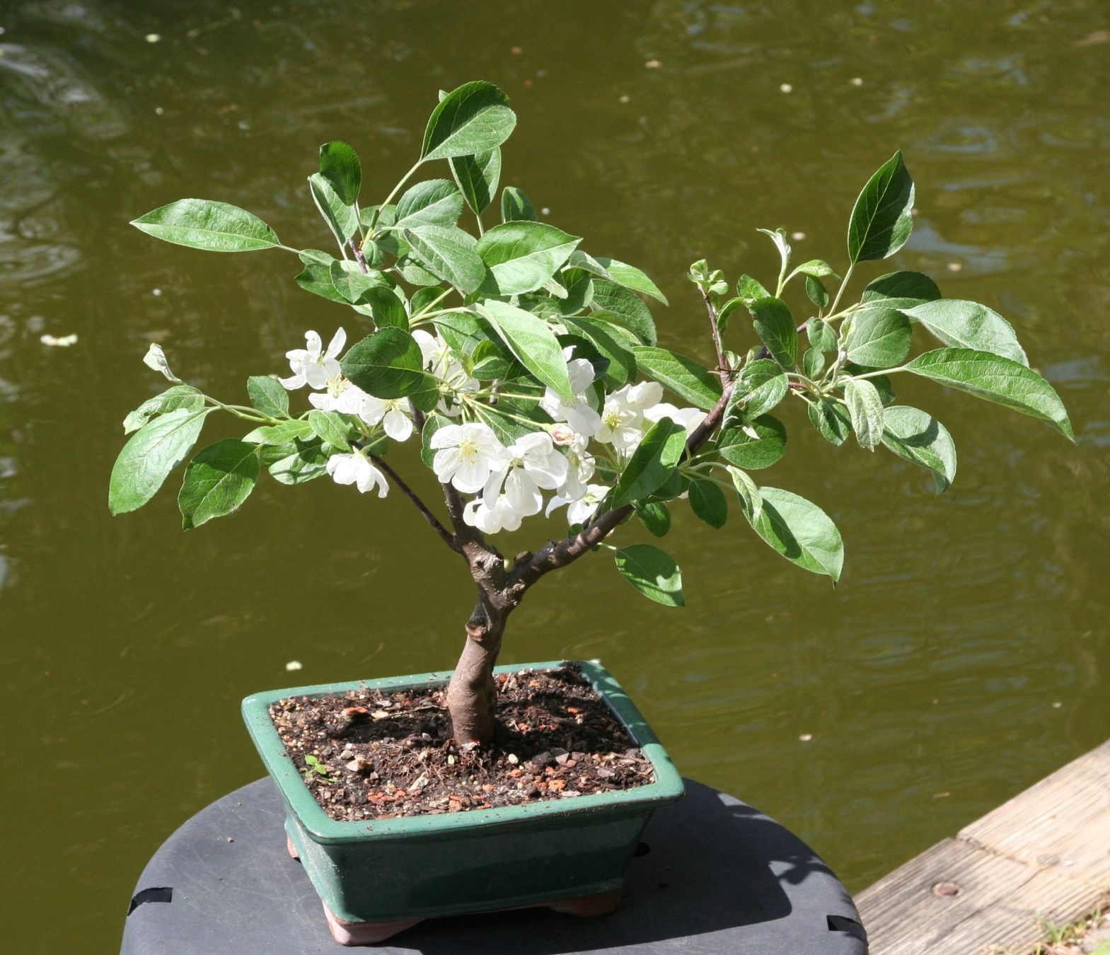 Plantes & graines: BONSAI  -  Zierapfel – D'occasion à Gretzenbach par Sikim