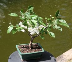 BONSAI  -  Zierapfel