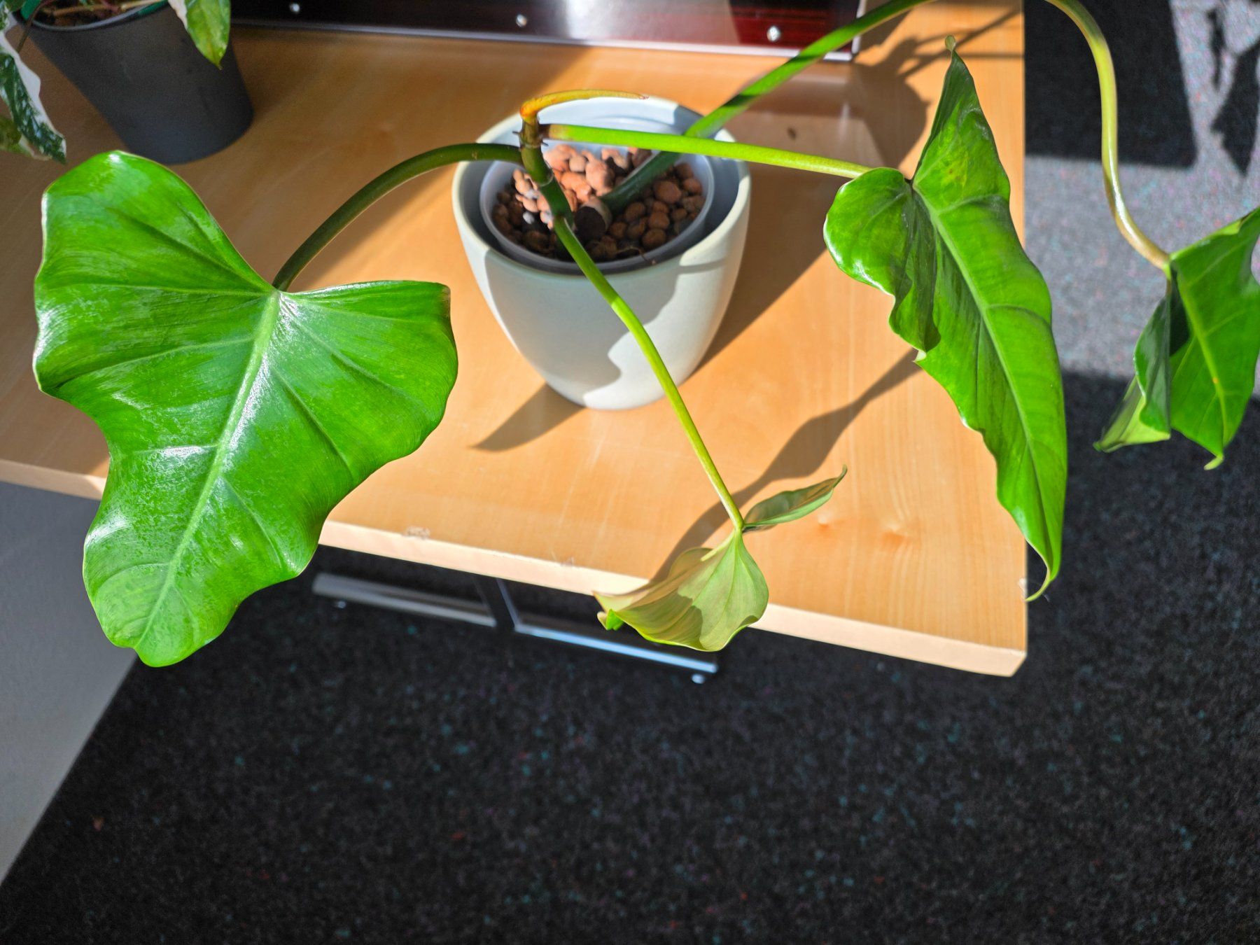 Piante & sementi: 🌿 Philodendron Domesticum – Usato da BERN venduto da kre_tb2n 2