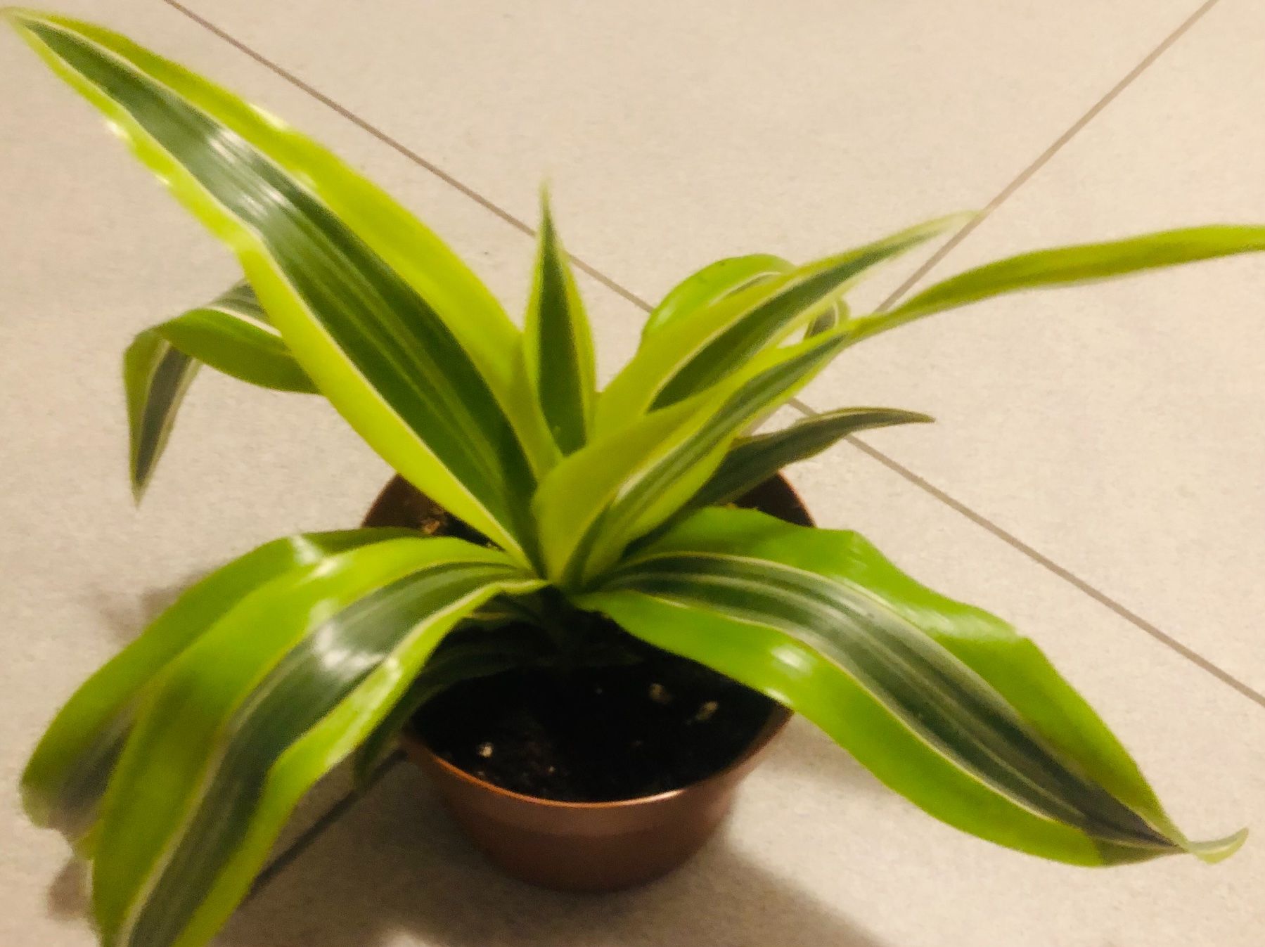 Pflanzen & Samen: Seltene DRACAENA REFLEXA LIME/ PLEOMELE REFLEXA LIME 10-15cm – Neu und originalverpackt aus Rovio von POSITIFFARTandPLANTS 5