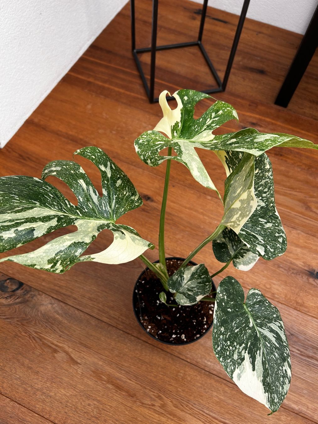 Piante & sementi: Monstera Thai Constellation💚 – Usato da Wattwil venduto da Mikesplantshop 2