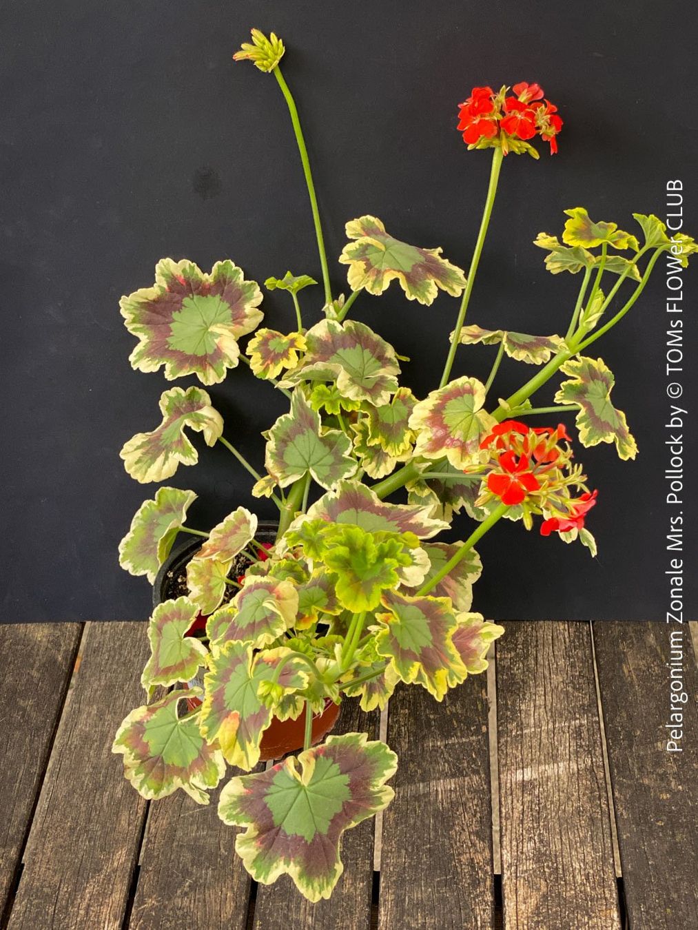 Piante & sementi: Pelargonium Zonale 'Mrs. Pollock' - historische Geranie – Nuovo e nell'imballaggio originale da Adliswil venduto da TAKEYOURPLANT 8