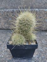 Kakteen, Pflanze, Mammillaria, lange gelbe Stacheln