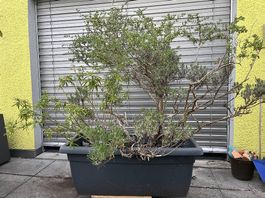 Grosser Blumenkasten mit 3 Pflanzen