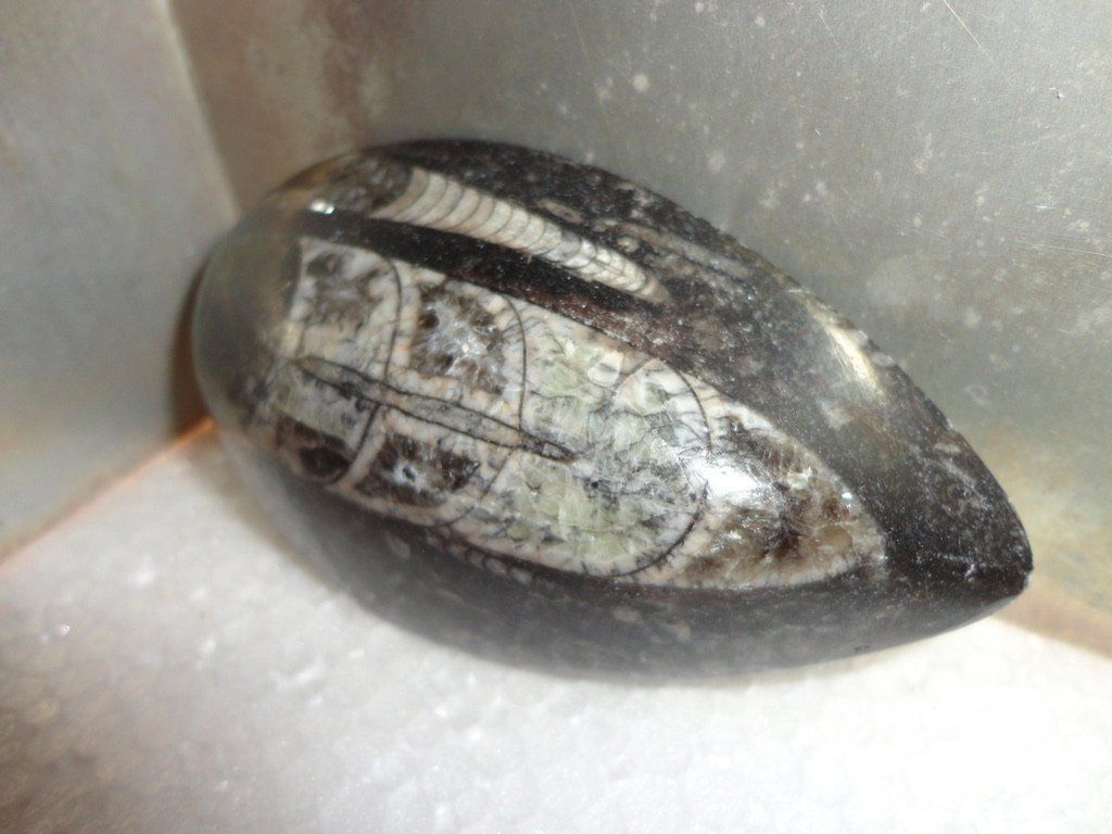 Fossilien: Orthoceras – Neu (gemäss Beschreibung) aus Biberist von Steine 1