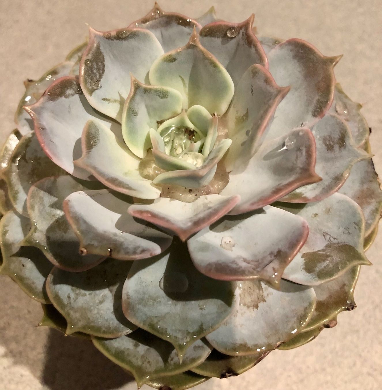 Plantes & graines: Sukkulente  lilacina “GHOST” 20 ↕️ – Neuf avec emballage d'origine à Rovio par POSITIFFARTandPLANTS 6