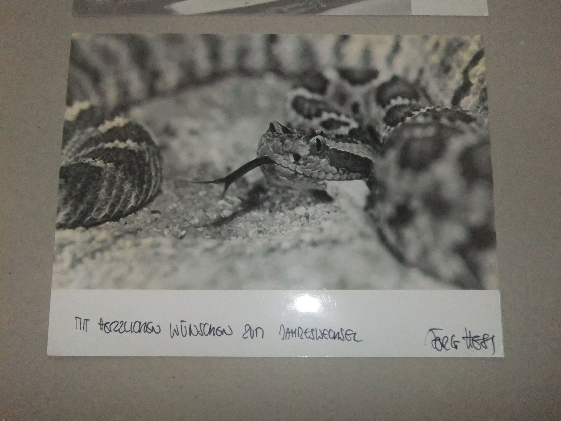 Foto & Immagini: Tiere / signiert Hess Jörg – Usato da Esslingen venduto da eintagammeer 6
