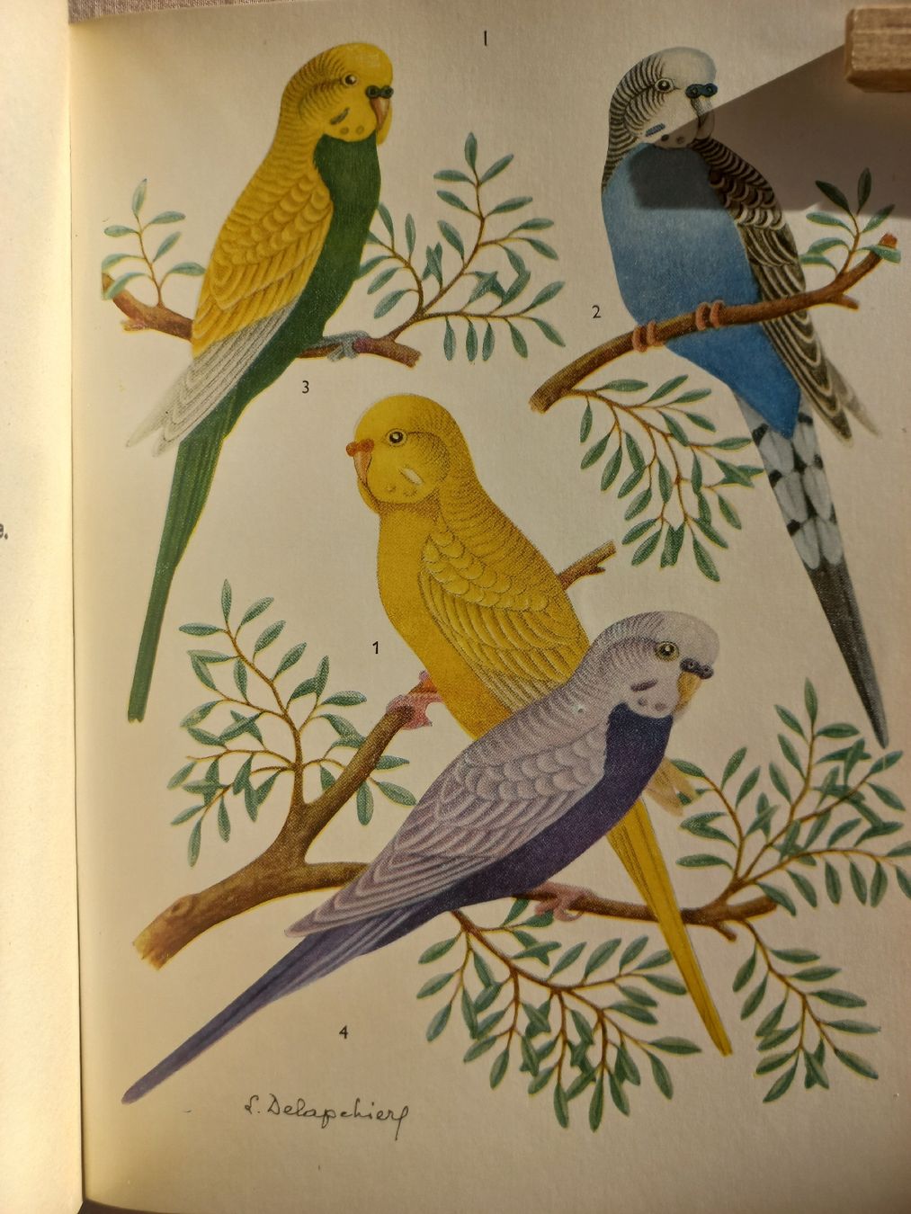 Libri: La perruche ondulée et les inséparables 1959. . – Usato da Dompierre FR venduto da fat_xth5 8