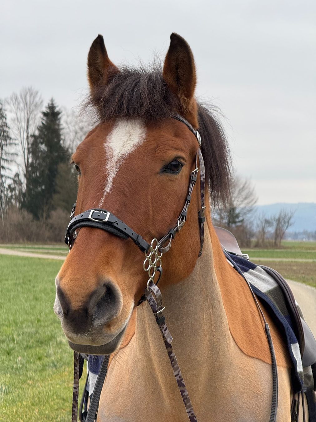 Briglie & Cavezze: Zilco Blumen Hackamore mit Schenkel Einheitsgrösse – Nuovo e nell'imballaggio originale da Frauenfeld venduto da Nikodemus3 3