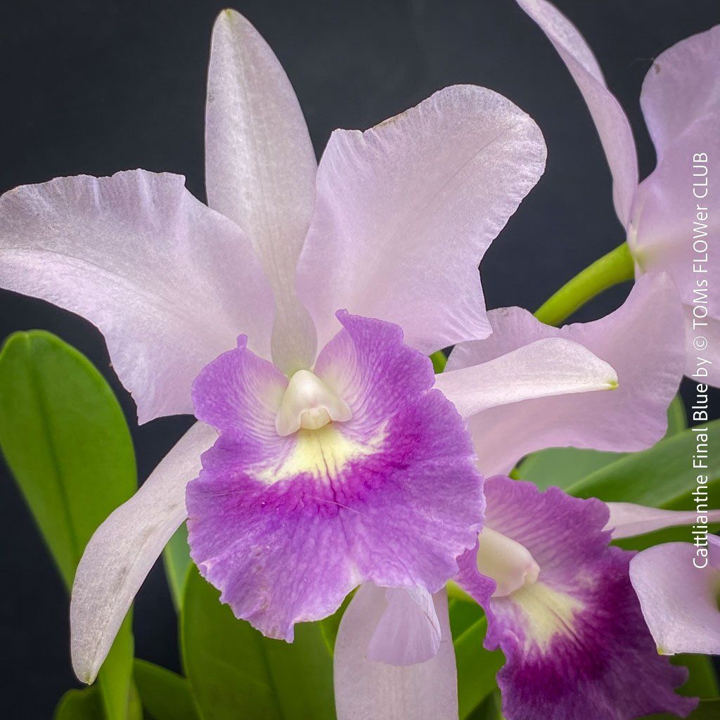 Piante & sementi: Cattlianthe Final Blue - magisch duftende Blau-Cattleya – Nuovo e nell'imballaggio originale da Adliswil venduto da TAKEYOURPLANT 1