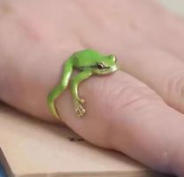 Frosch-Ring verstellbar