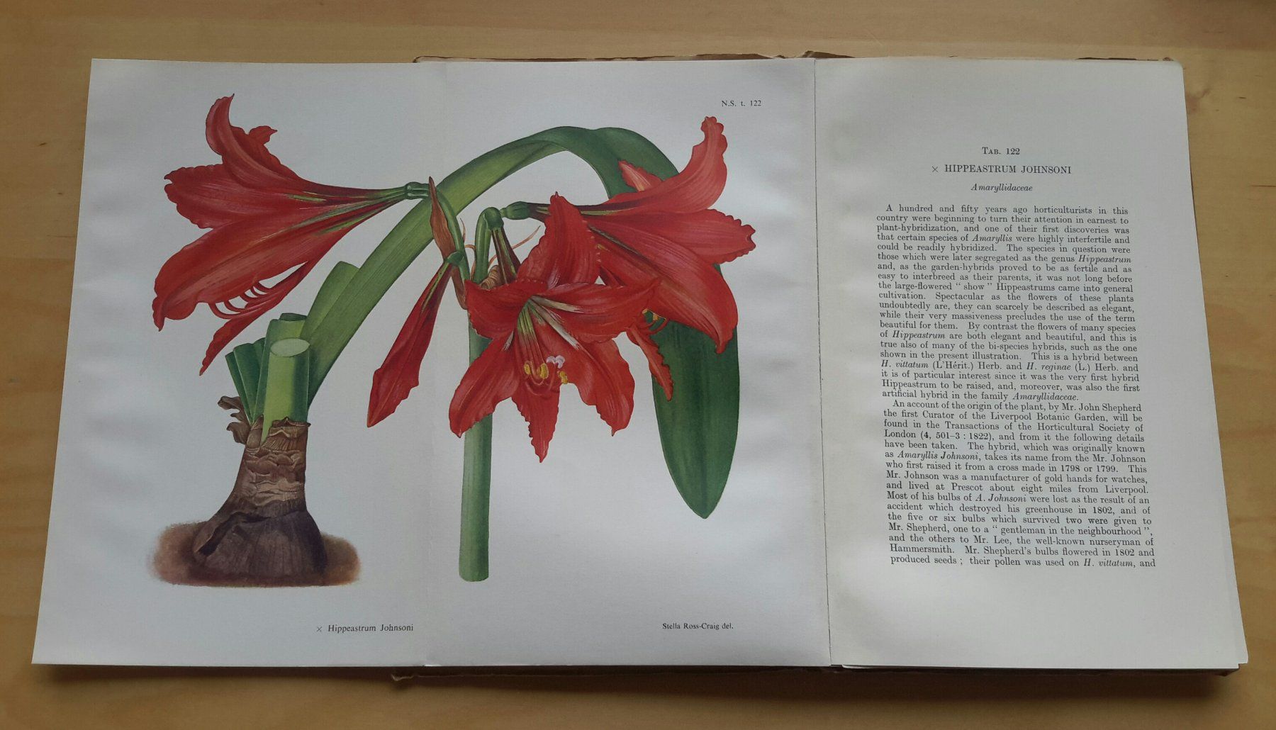 Libri: Curtis's  "Botanical Magazine" , Vol. 167 , 1950 . – Nuovo (secondo la descrizione) da Burgdorf venduto da Olli.34 9