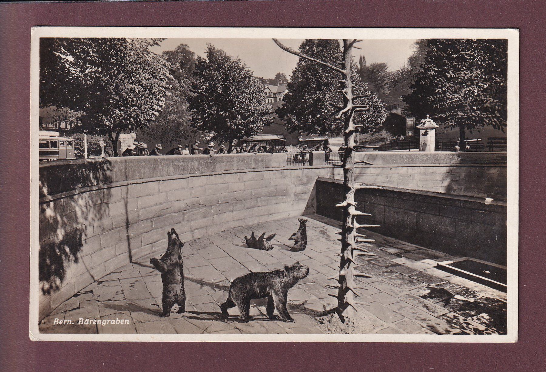 Cartoline postali: BERN - Bärengraben – Usato da Pully venduto da nicecards