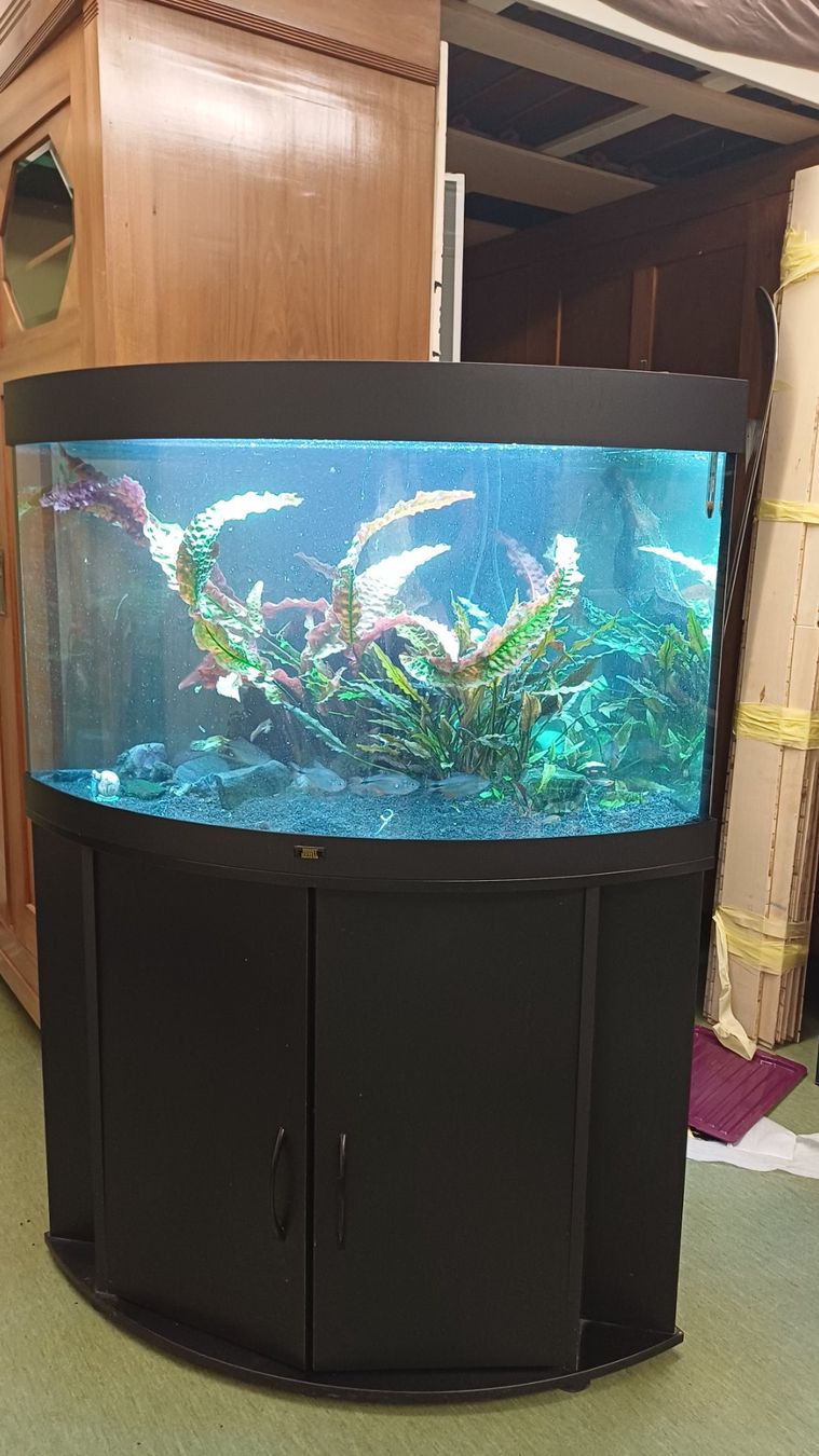 Juwel Acquari: Aquarium Juwel Trigon – Usato da Degersheim venduto da Alphi