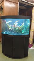 Aquarium Juwel Trigon